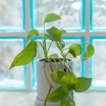 Apartment Green Oasis